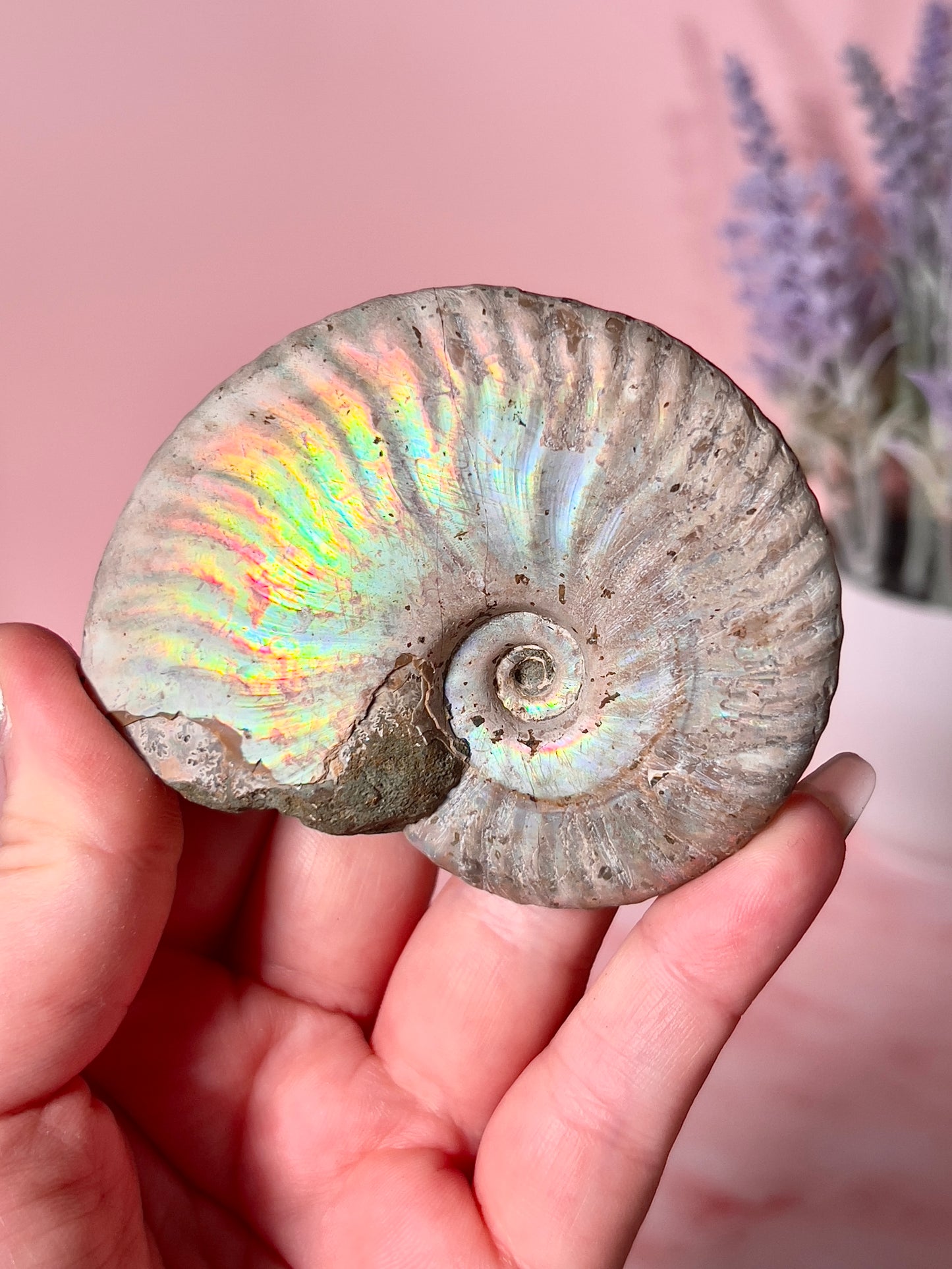 Rainbow Iridescent Ammonite Fossil