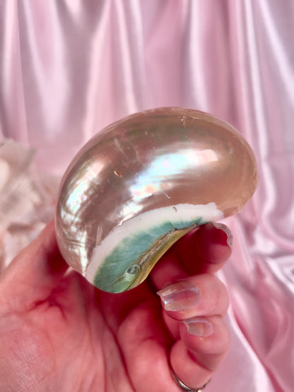 Turbo Shell from Florida