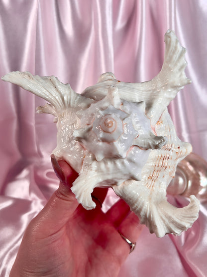 Murex Shell from Florida