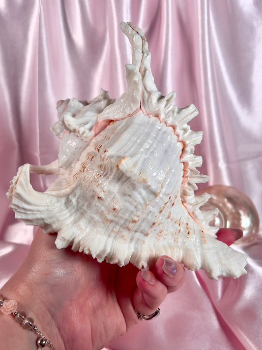 Murex Shell from Florida