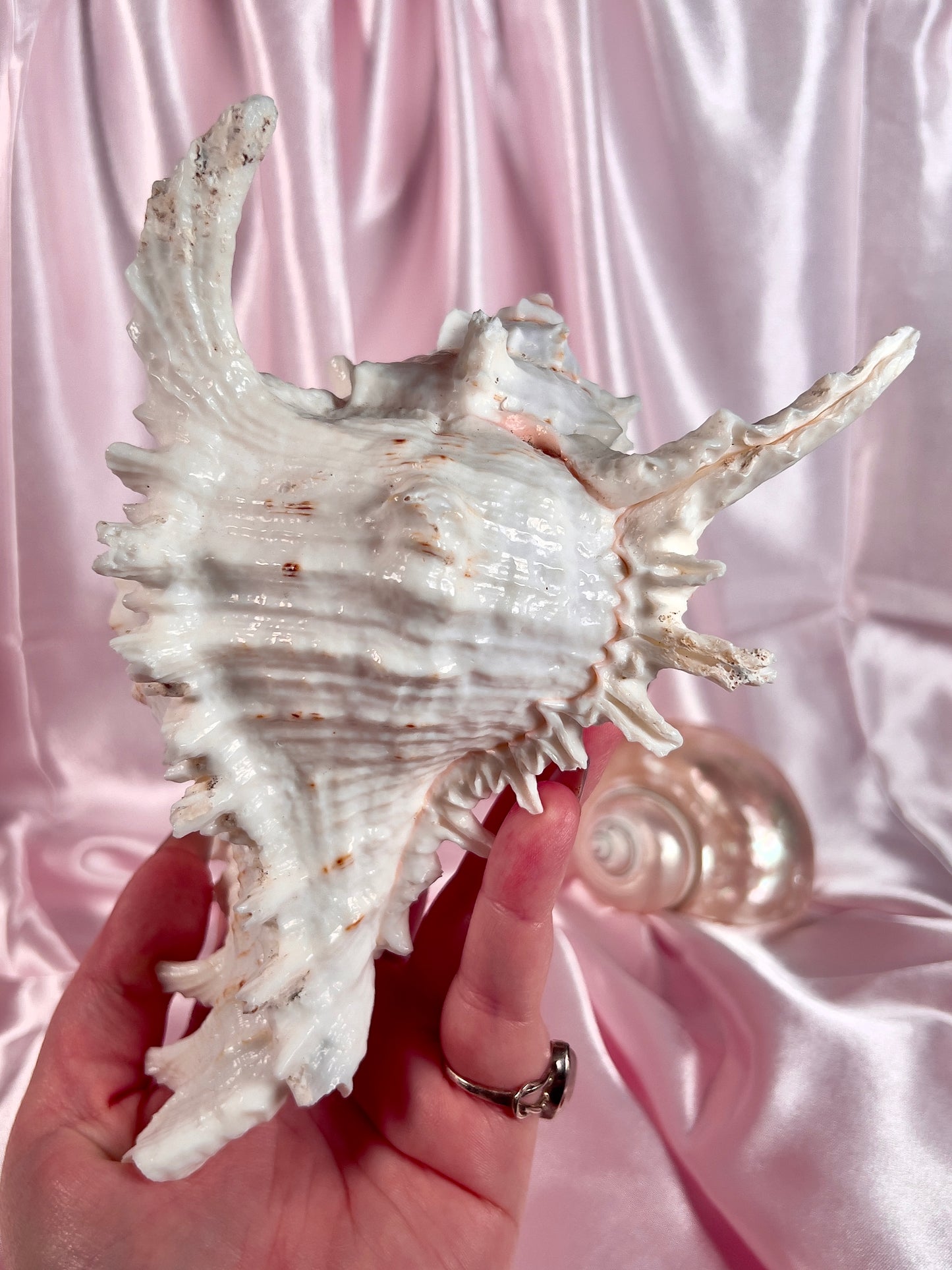 Murex Shell from Florida