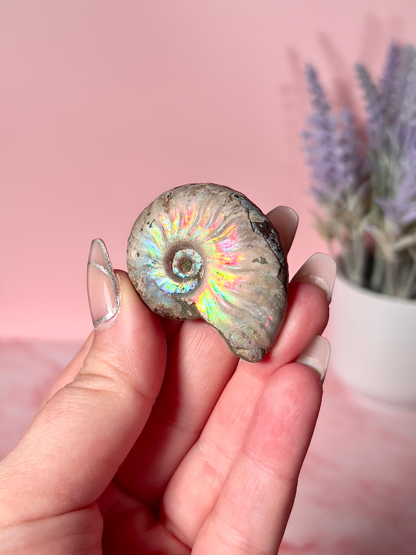 Rainbow Iridescent Ammonite Fossil