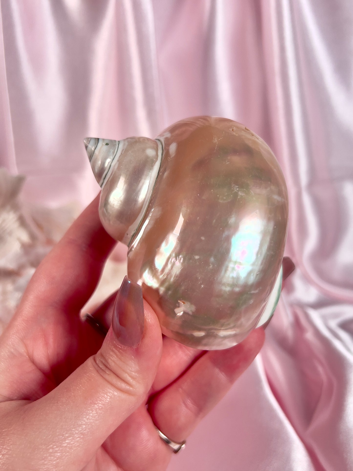 Turbo Shell from Florida
