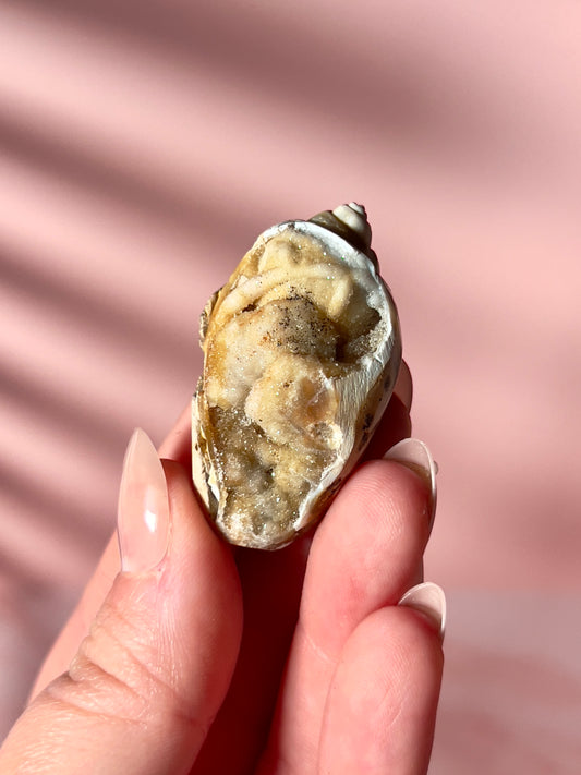 Crystallized Shells from India - Intuitively Chosen