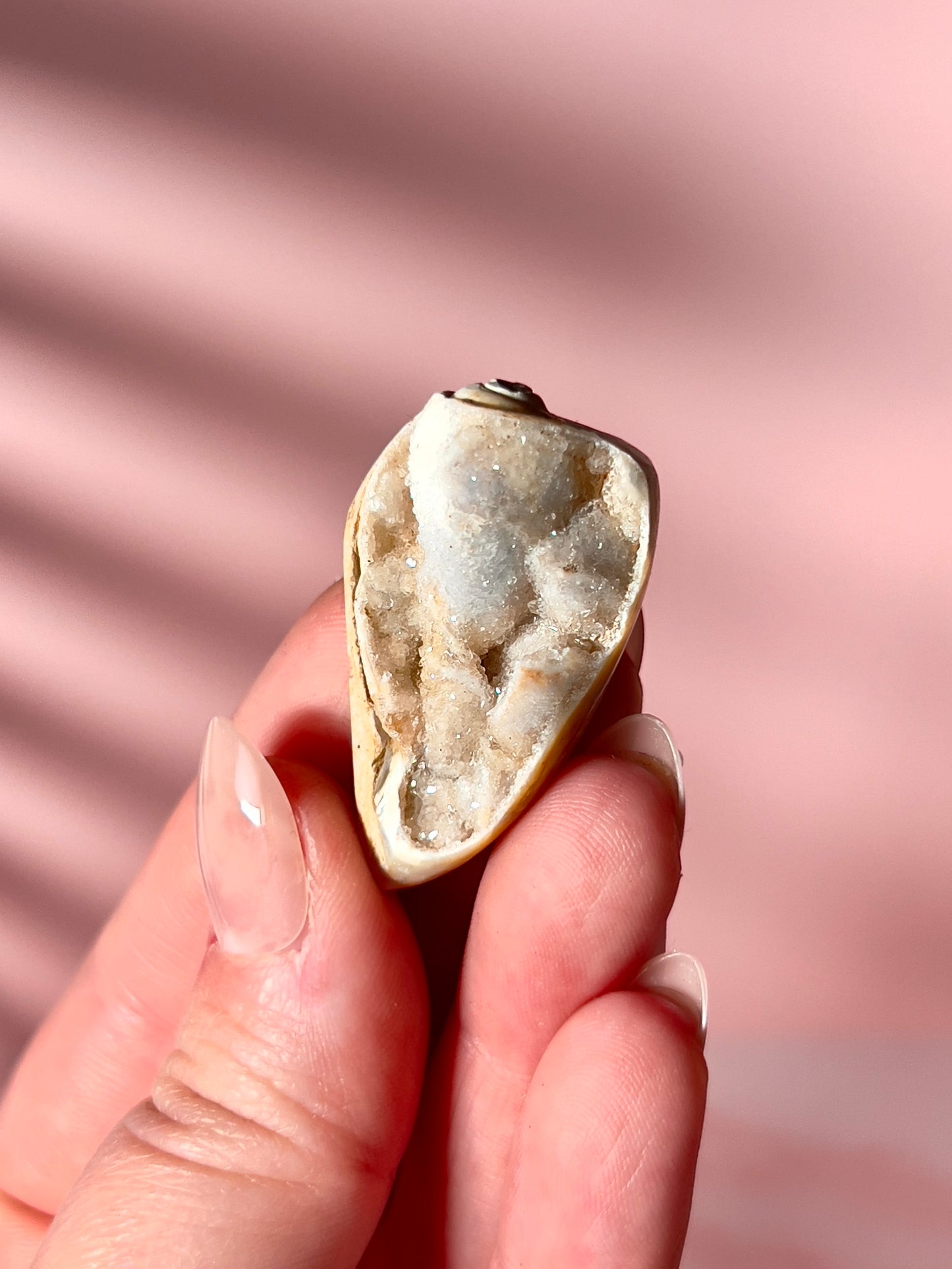 Crystallized Shells from India - Intuitively Chosen