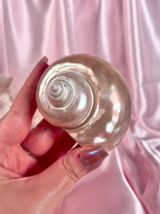 Turbo Shell from Florida