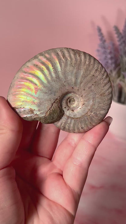 Rainbow Iridescent Ammonite Fossil