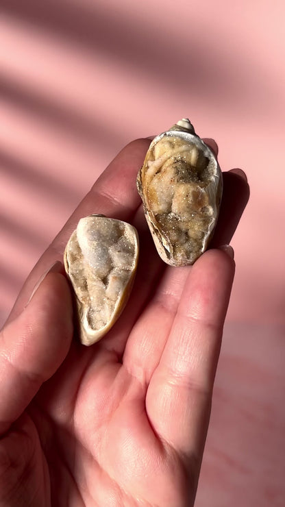 Crystallized Shells from India - Intuitively Chosen